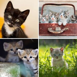 Sevimli Kedi Resimleri