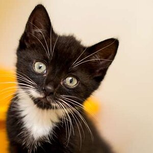 sevimli-kedi-resimleri-9.jpg