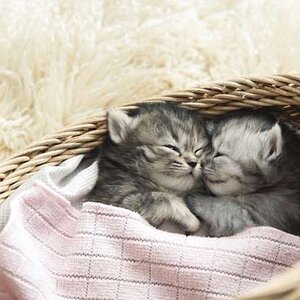 sevimli-kedi-resimleri-4.jpg