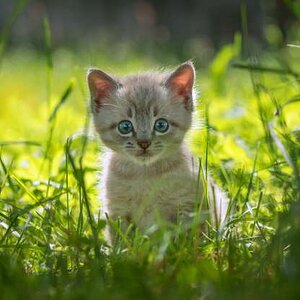 sevimli-kedi-resimleri-2.jpg