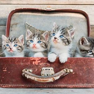 sevimli-kedi-resimleri-8.jpg
