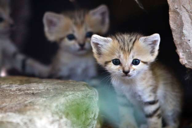 sevimli-kedi-resimleri-11.jpg