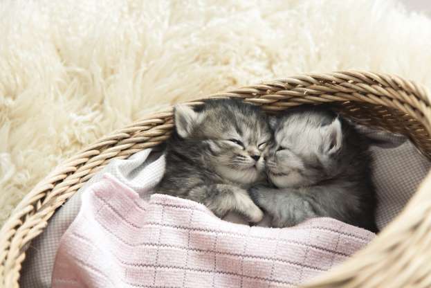 sevimli-kedi-resimleri-4.jpg