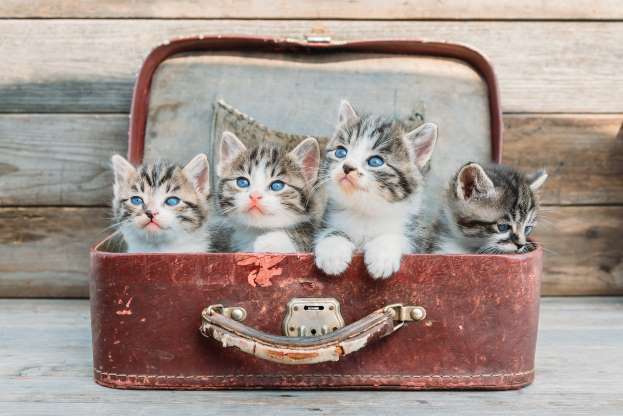 sevimli-kedi-resimleri-8.jpg