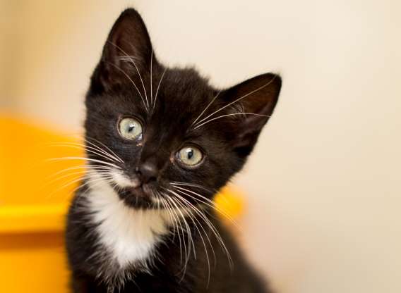 sevimli-kedi-resimleri-9.jpg