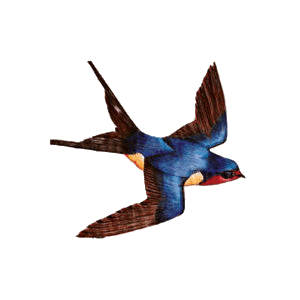 png-kus-resimleri-flatkolik-32.gif