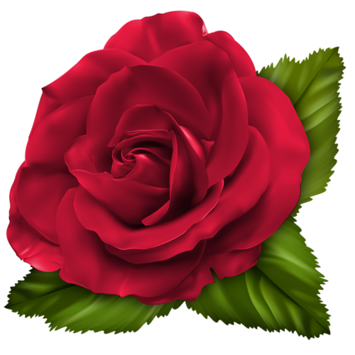 cicek_png_67.png