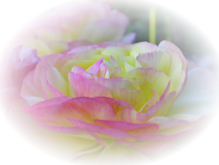 png-cicek-resimleri-11.png