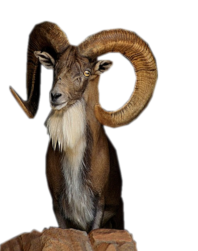 kurbanlik-koc-png-resimleri-11.png