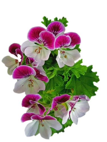 cicek_png_79.png