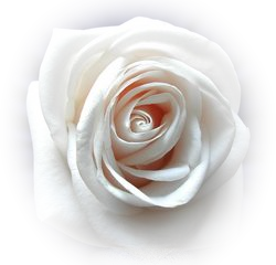 cok-guzel-png-gul-ve-cicek-resimleri-1.png
