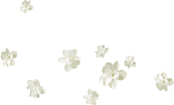 dekor_png_2_549.png