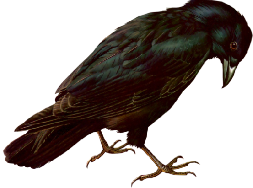 png-kus-resimleri-flatkolik-18.png