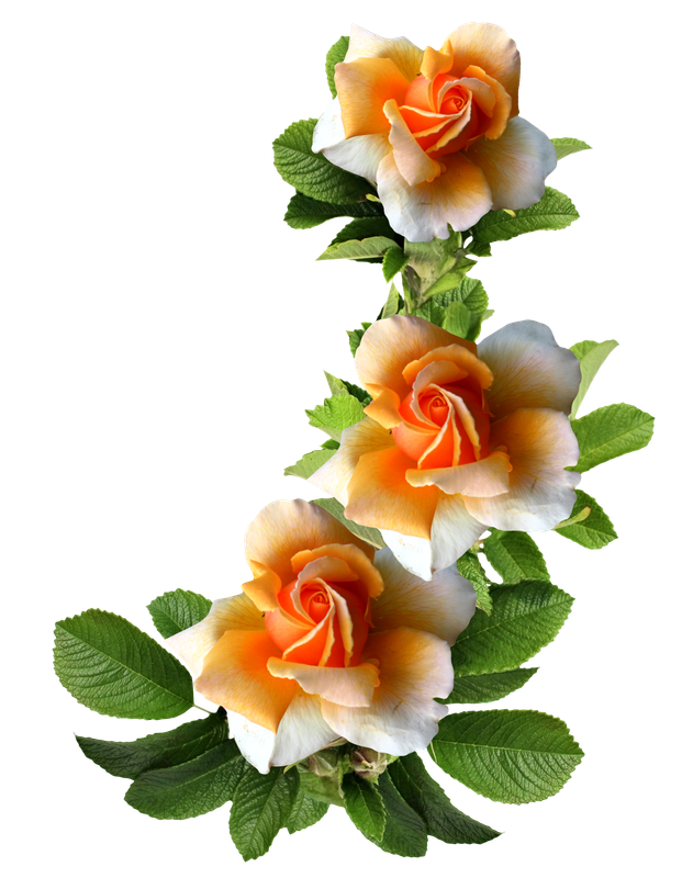 cicek_png_24.png