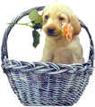 png-kopek-resimleri-3.png