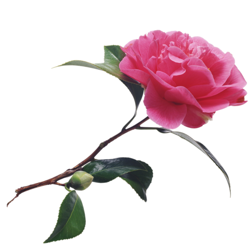 cicek_png_78.png
