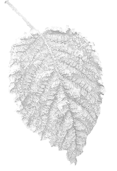 renkli-png-yaprak-resimleri-agac-yaprak-resimleri-flatkolik-19.png