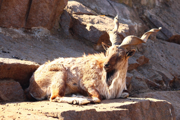 markhor-kecisi.png