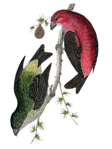 png-kus-resimleri-flatkolik-1.png