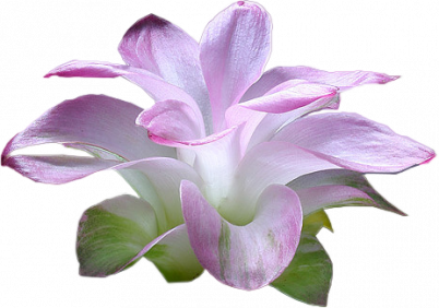 png-cicek-resimleri-6.png