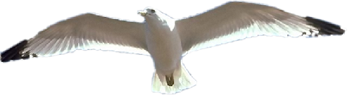 png-kus-resimleri-flatkolik-20.png
