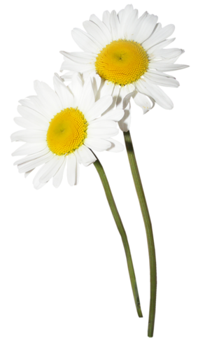 PNG-Beyaz-Papatyalar-PNG-effaf-Papatya-Resimleri17.png