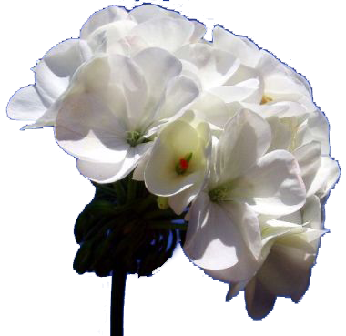 temalariniz-icin-png-cicek-resimleri-2.png