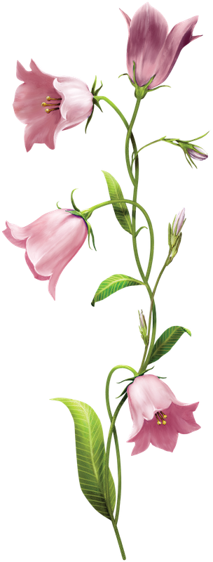 cicek_png_49.png