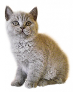 karisik-birbirinden-sevimli-png-hayvan-resimler-17.png