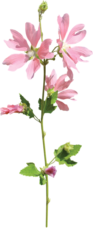 cicek_png_46.png