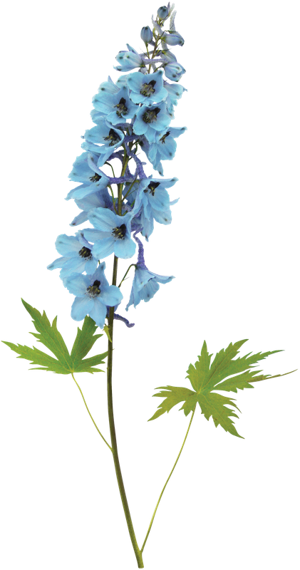 cicek_png_45.png