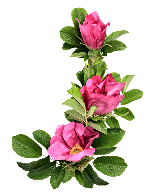 cicek_png_25.png