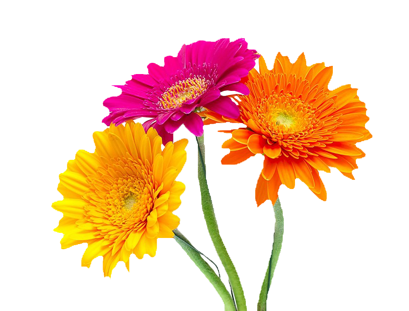 cicek_png_69.png