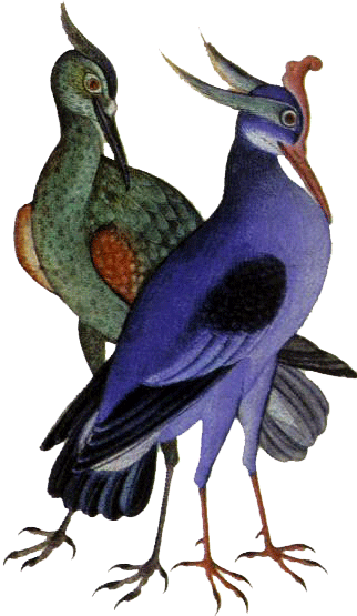 png-kus-resimleri-flatkolik-34.png