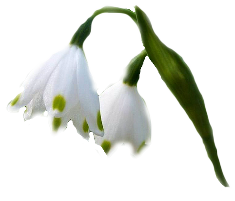 cok-guzel-png-gul-ve-cicek-resimleri-12.png