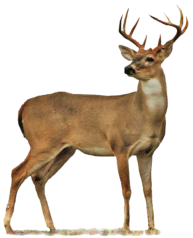 png-geyik-resimleri-7.png