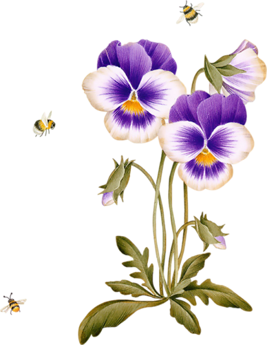 cicek_png_73.png