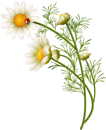cicek_png_7.png