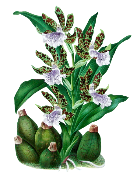 png-cicek-resimleri-2.png