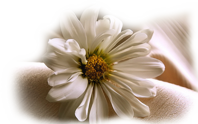 cok-guzel-png-gul-ve-cicek-resimleri-8.png