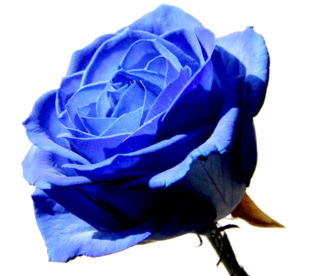png-mavi-gul-resimleri-2.png