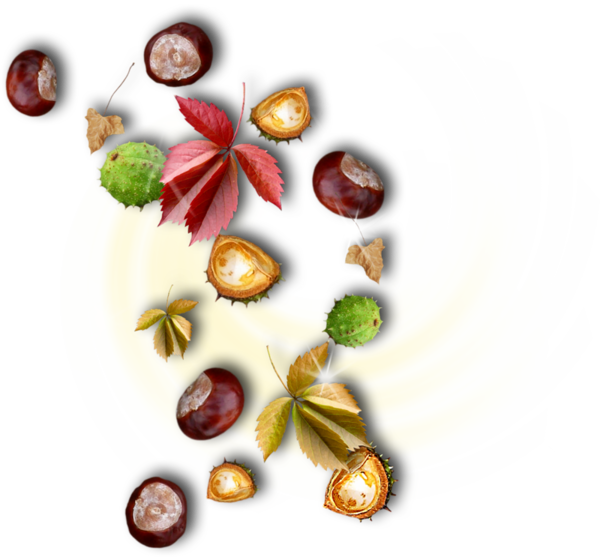 renkli-png-yaprak-resimleri-agac-yaprak-resimleri-flatkolik-11.png