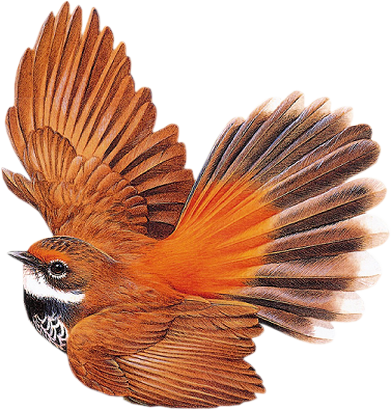 png-kus-resimleri-flatkolik-24.png