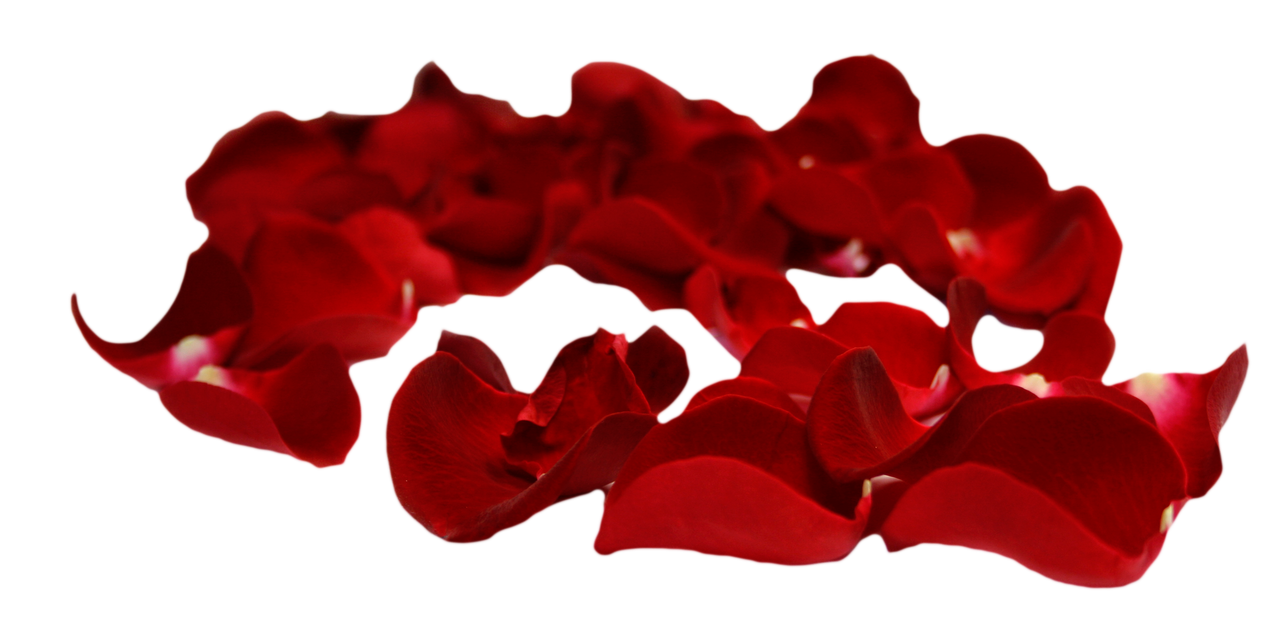 flatkolik-kirmizi-gul-yapraklari-png-resimleri-5.png