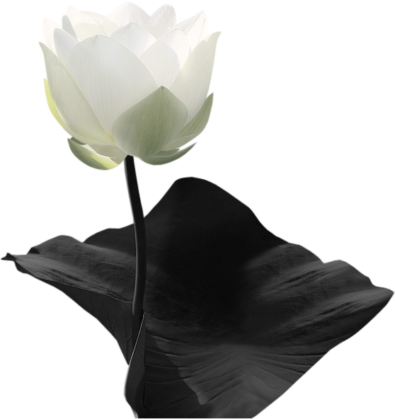 cicek_png_104.png