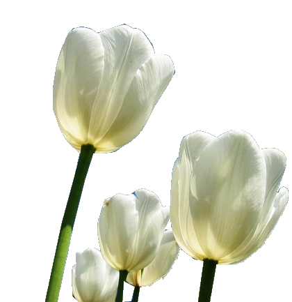 cok-guzel-png-gul-ve-cicek-resimleri-6.png
