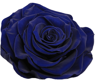 png-mavi-gul-resimleri-3.png