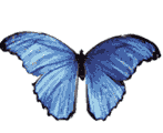vlinder_blauwtjes8sz5.gif