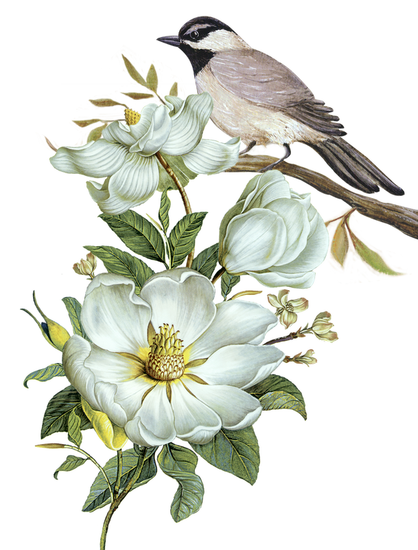 gul-ve-cicek-png-resimler-1.png