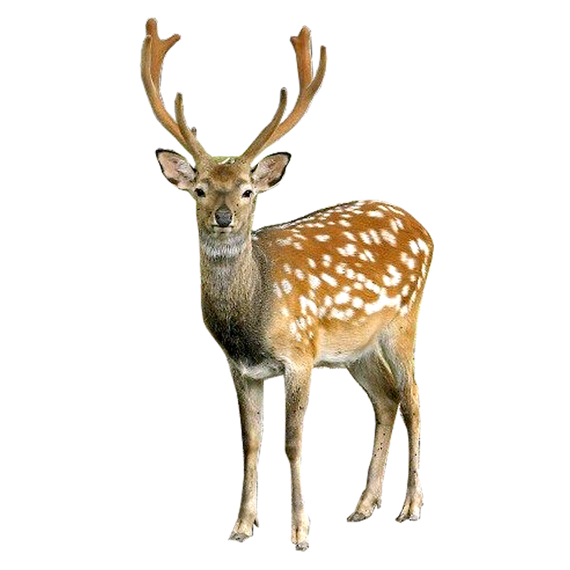 png-geyik-resimleri-4.png